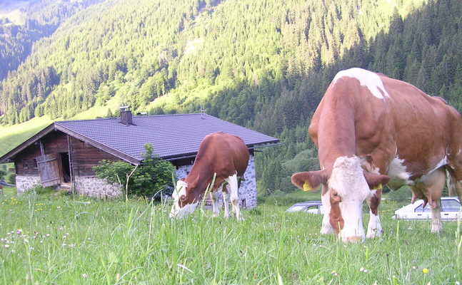 Die Landwirtschaft darf nicht durch übertriebene Artenschutzgesetze, etwa beim Wolf, gefährdet werden.